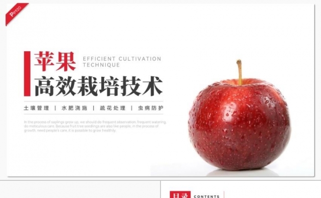 红色苹果高效栽培技术PPT缩略图